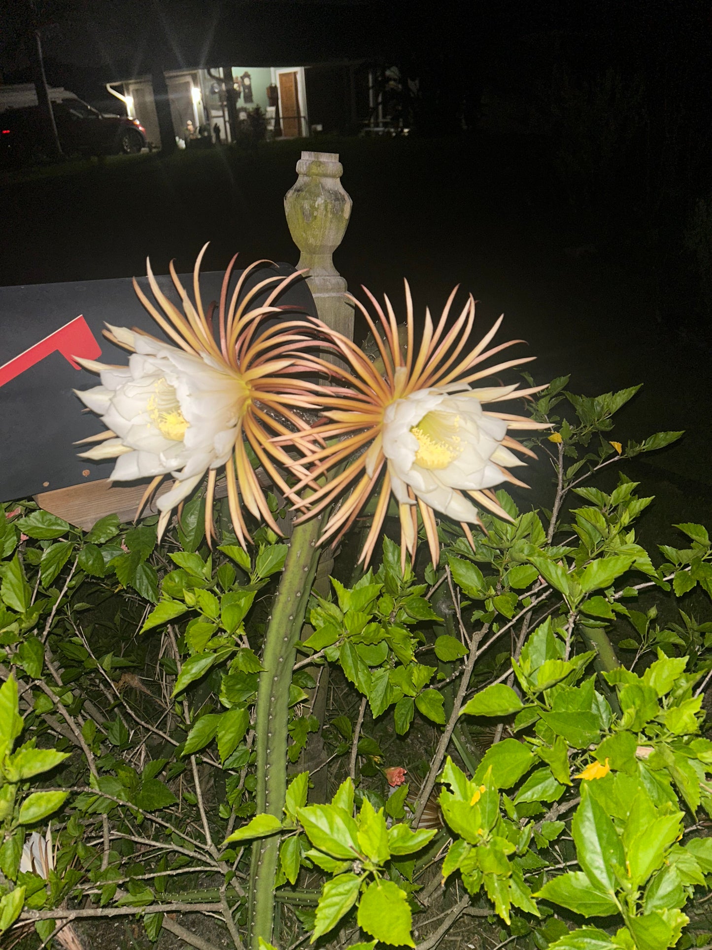 Princess of the Night/snake vine cactus(Selenicereus pteranthus)