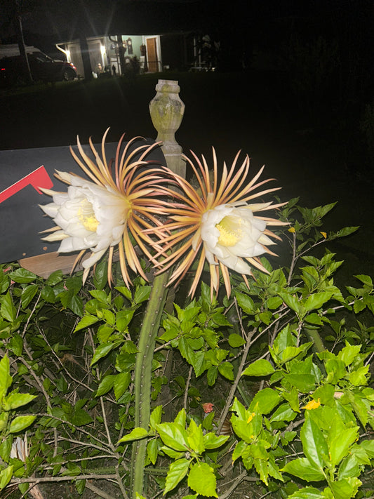 Princess of the Night/snake vine cactus(Selenicereus pteranthus)