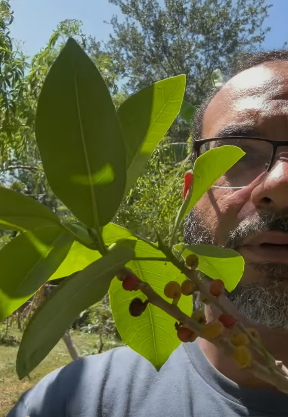Florida strangler fig cuttings