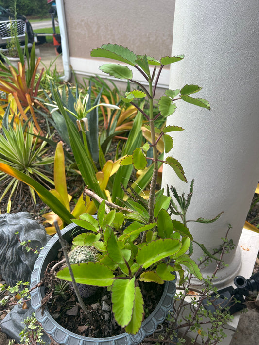 Miracle Leaf/Leaf of Life