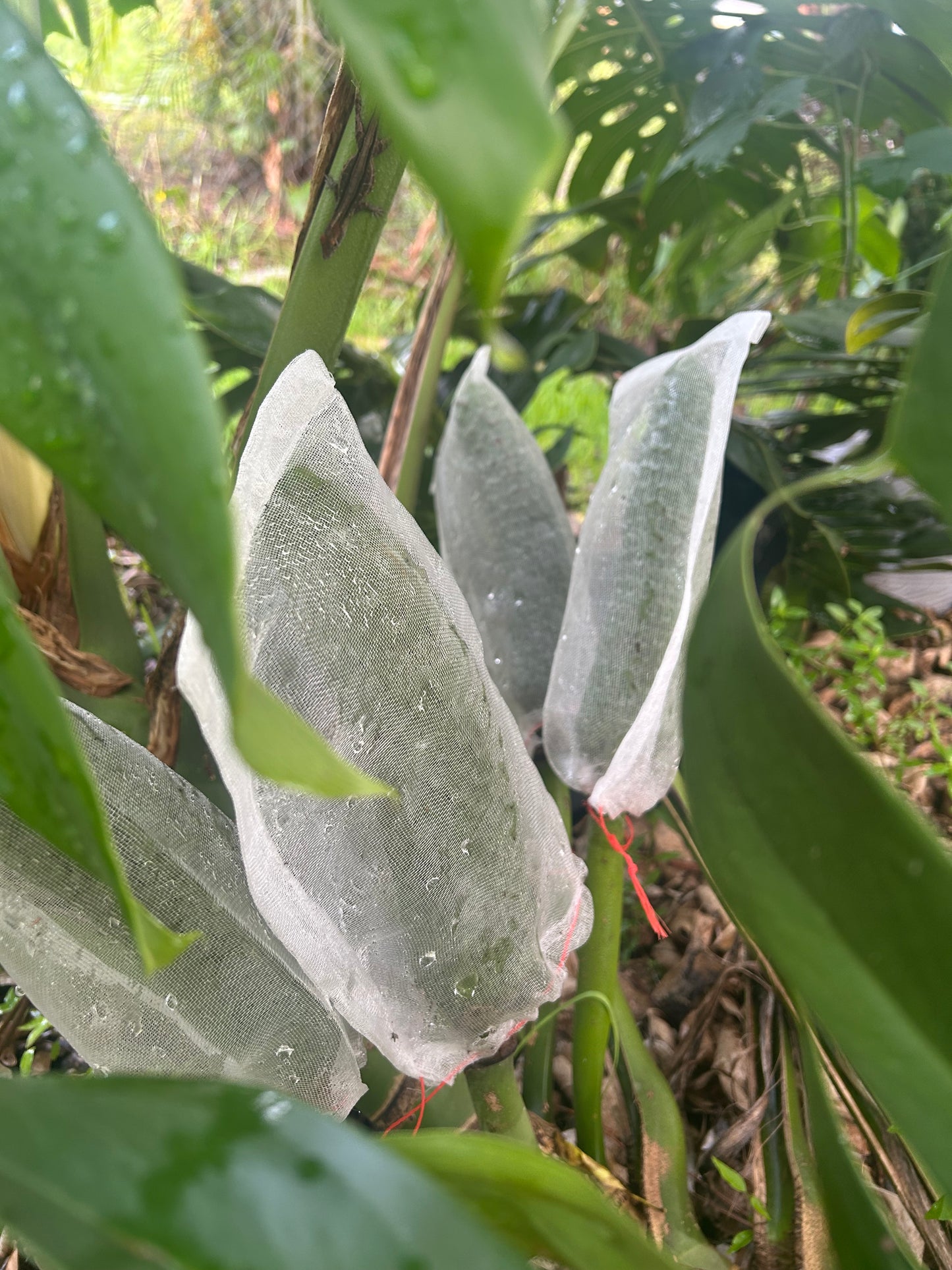 Monstera Delicioso fruit