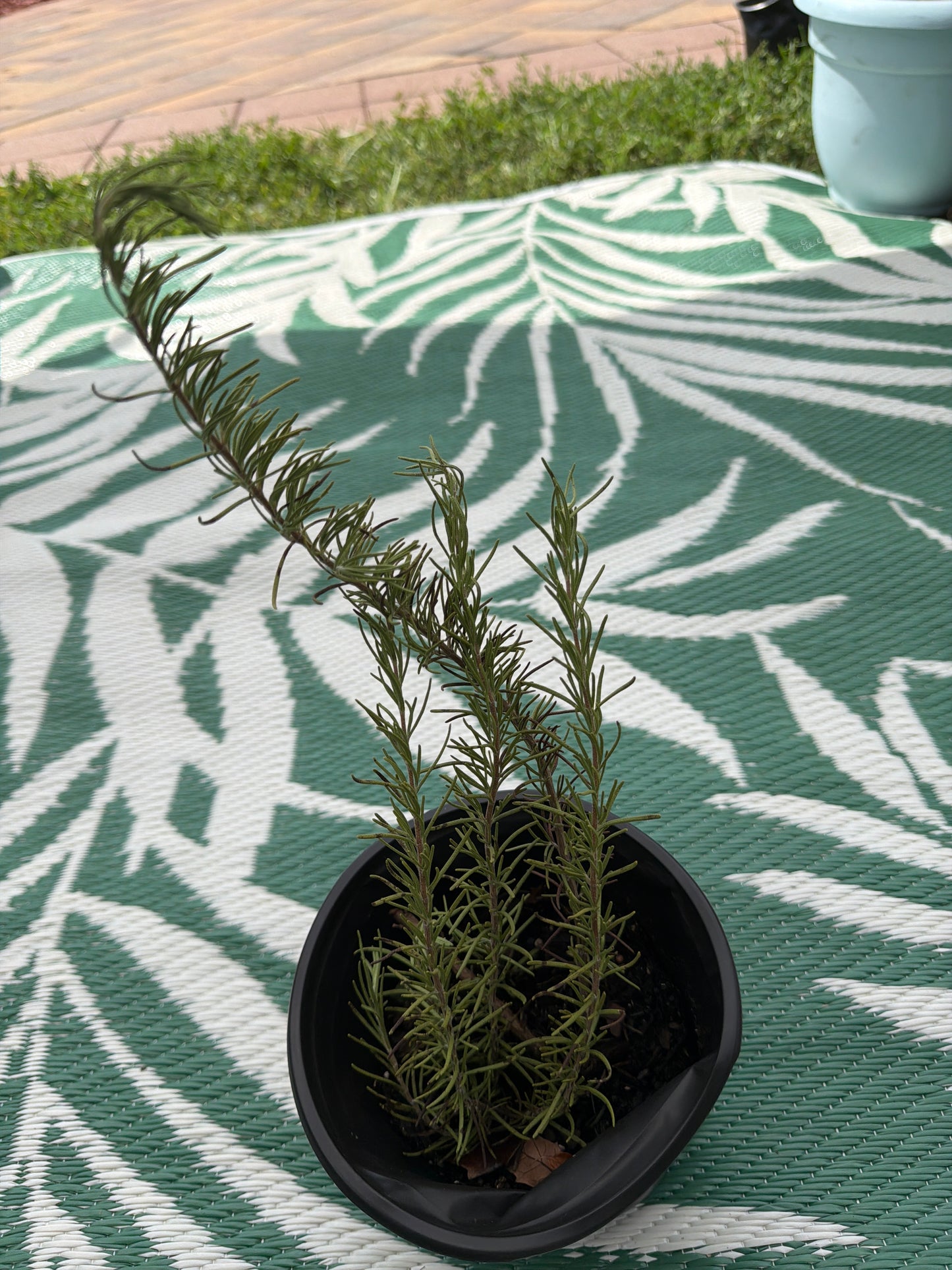 Rosemary