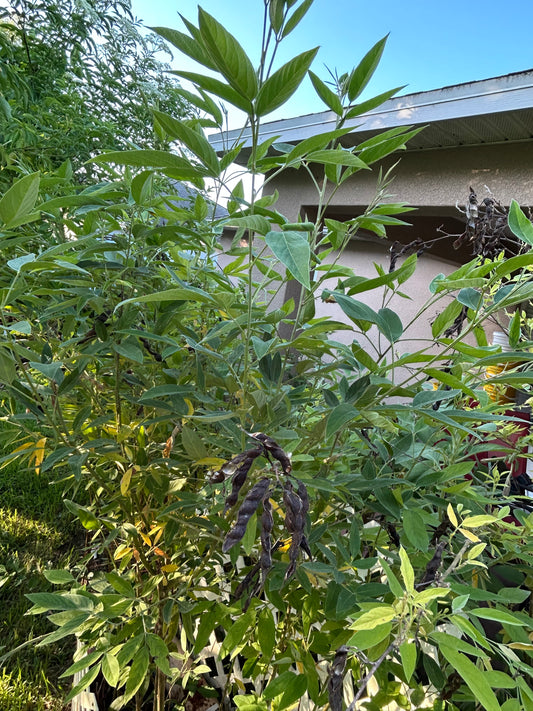 Pigeon peas