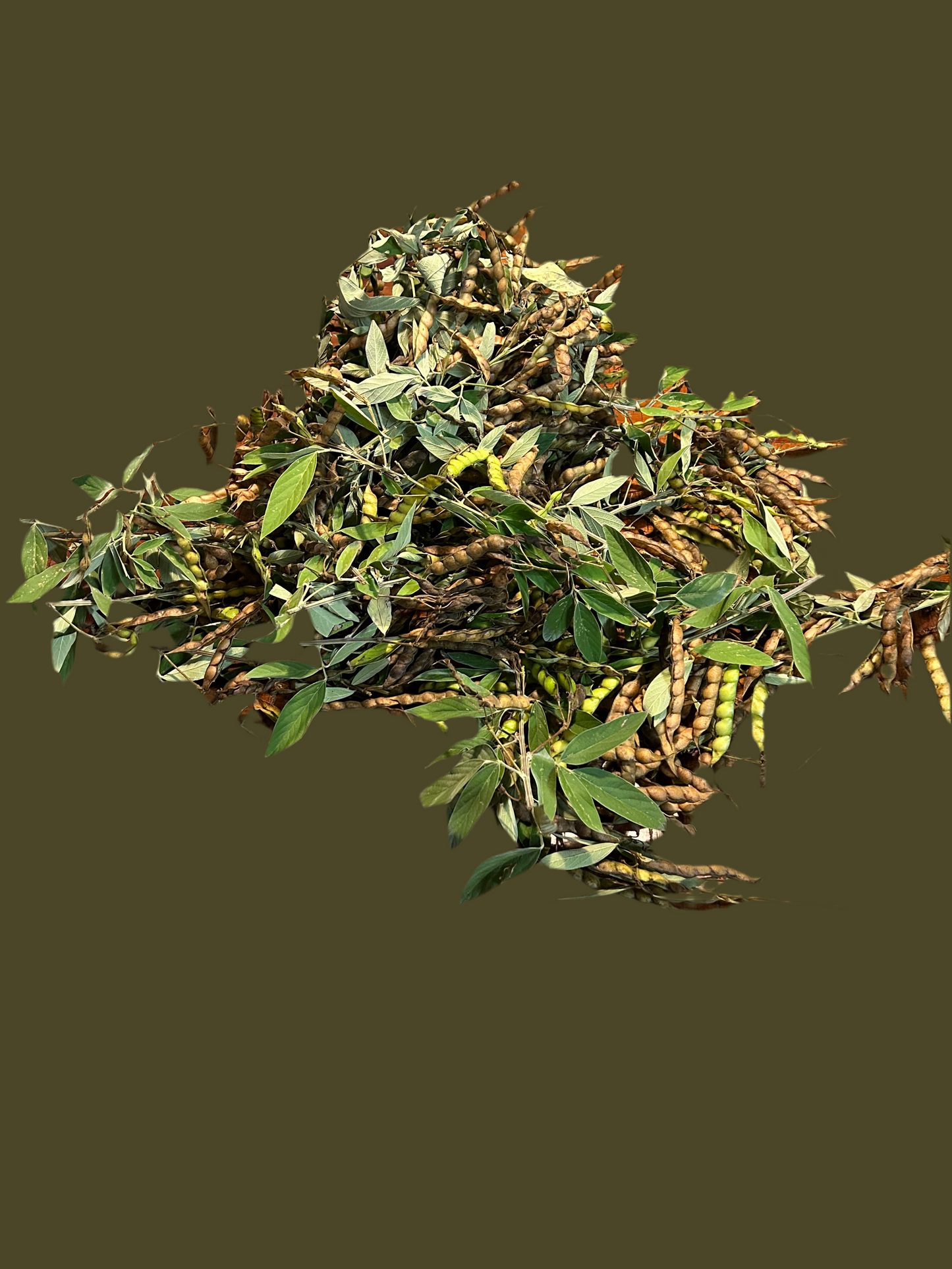 Pigeon peas