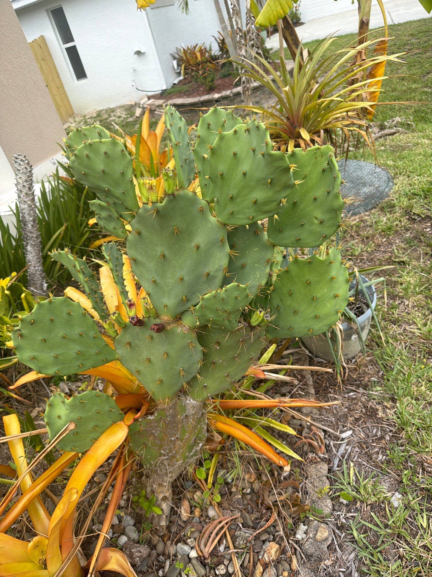Prickly pear, cactus ￼