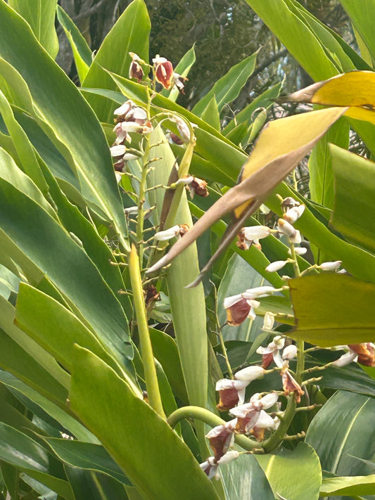 Giant pink shell ginger rhizomes