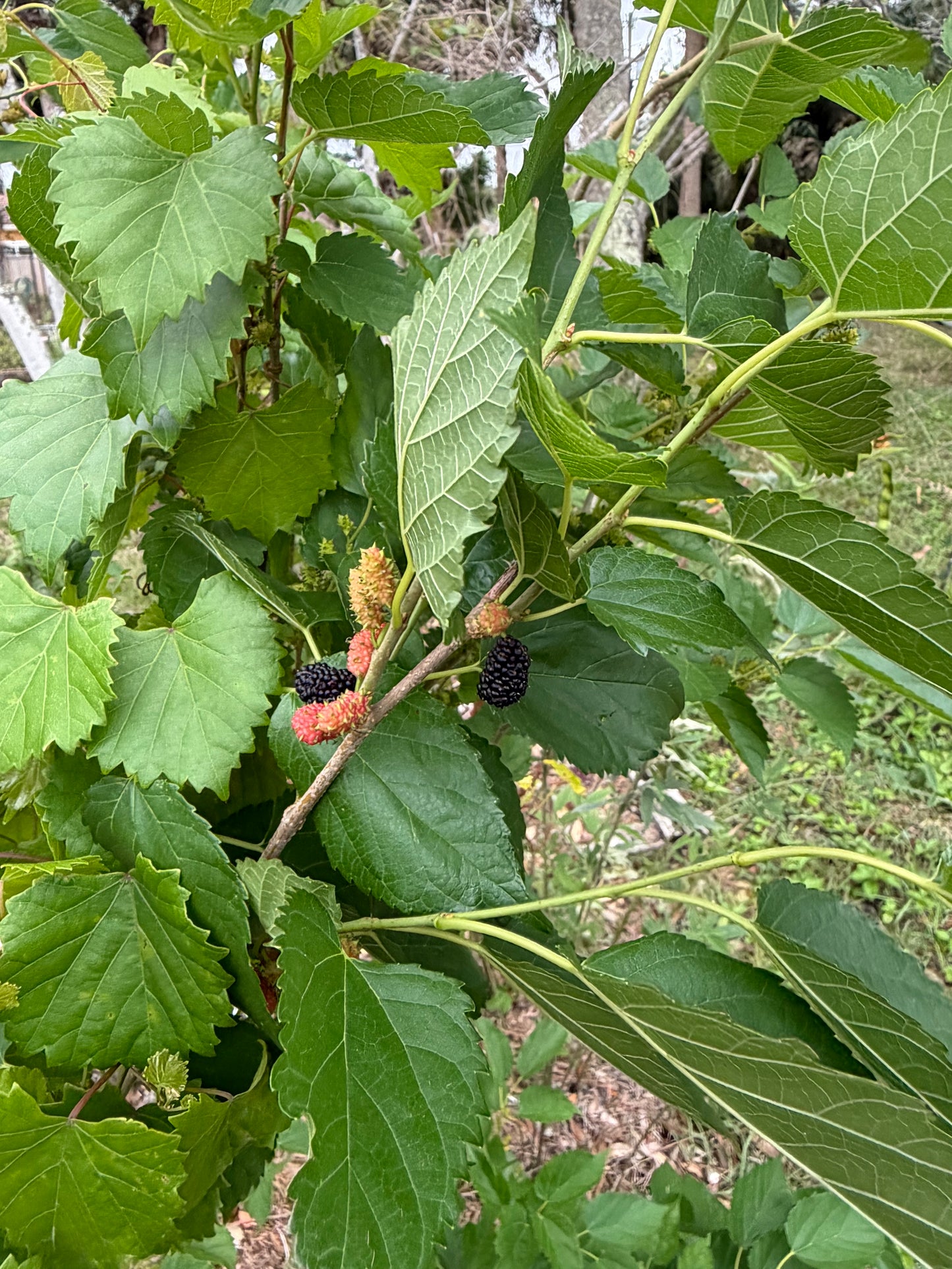 Mulberry cuttings