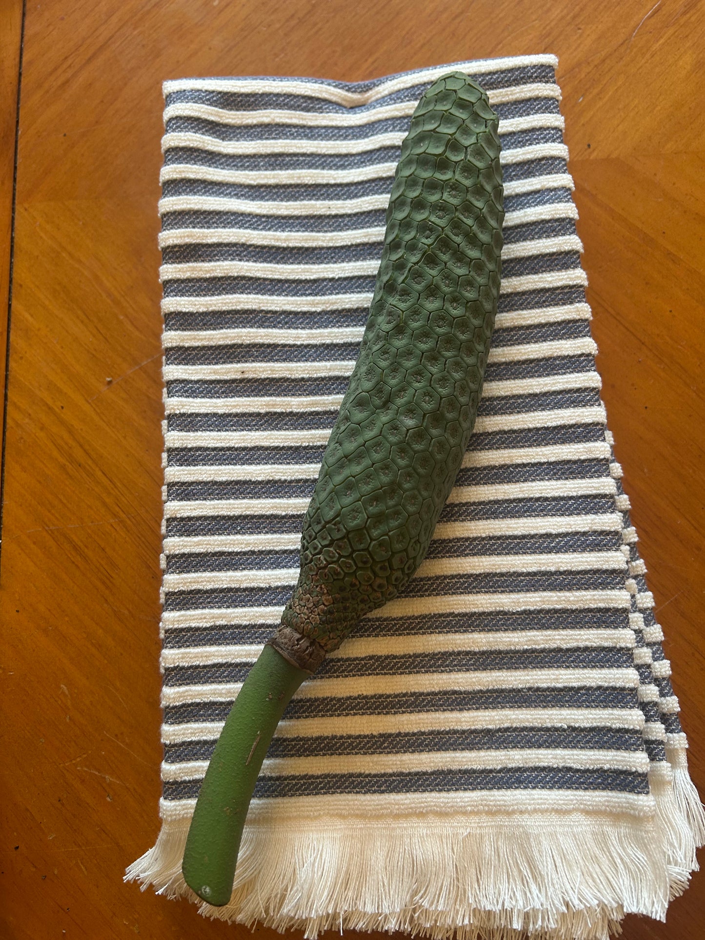 Monstera Delicioso fruit