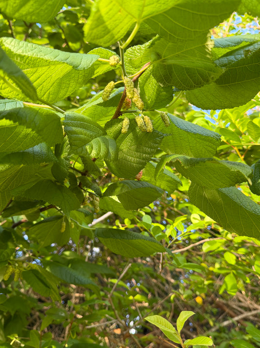 Mulberry cuttings
