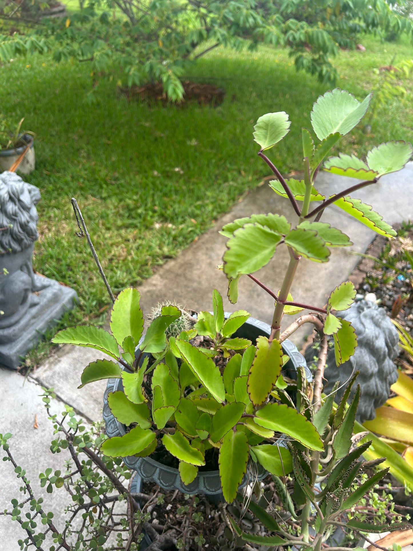 Miracle Leaf/Leaf of Life