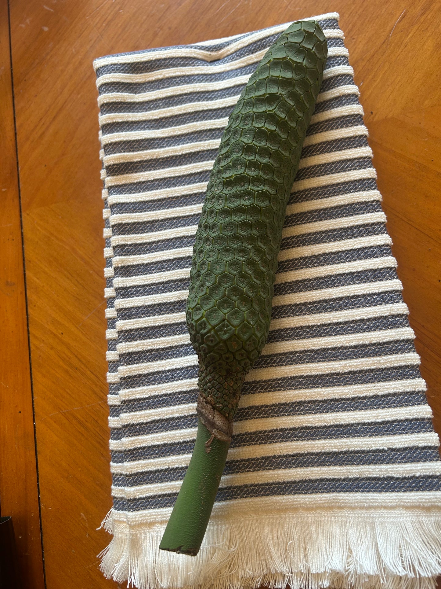 Monstera Delicioso fruit