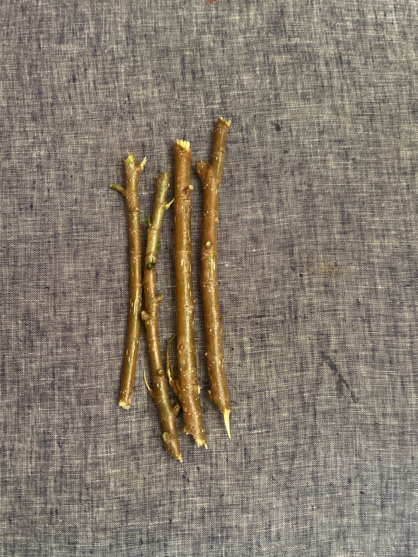 Florida strangler fig cuttings