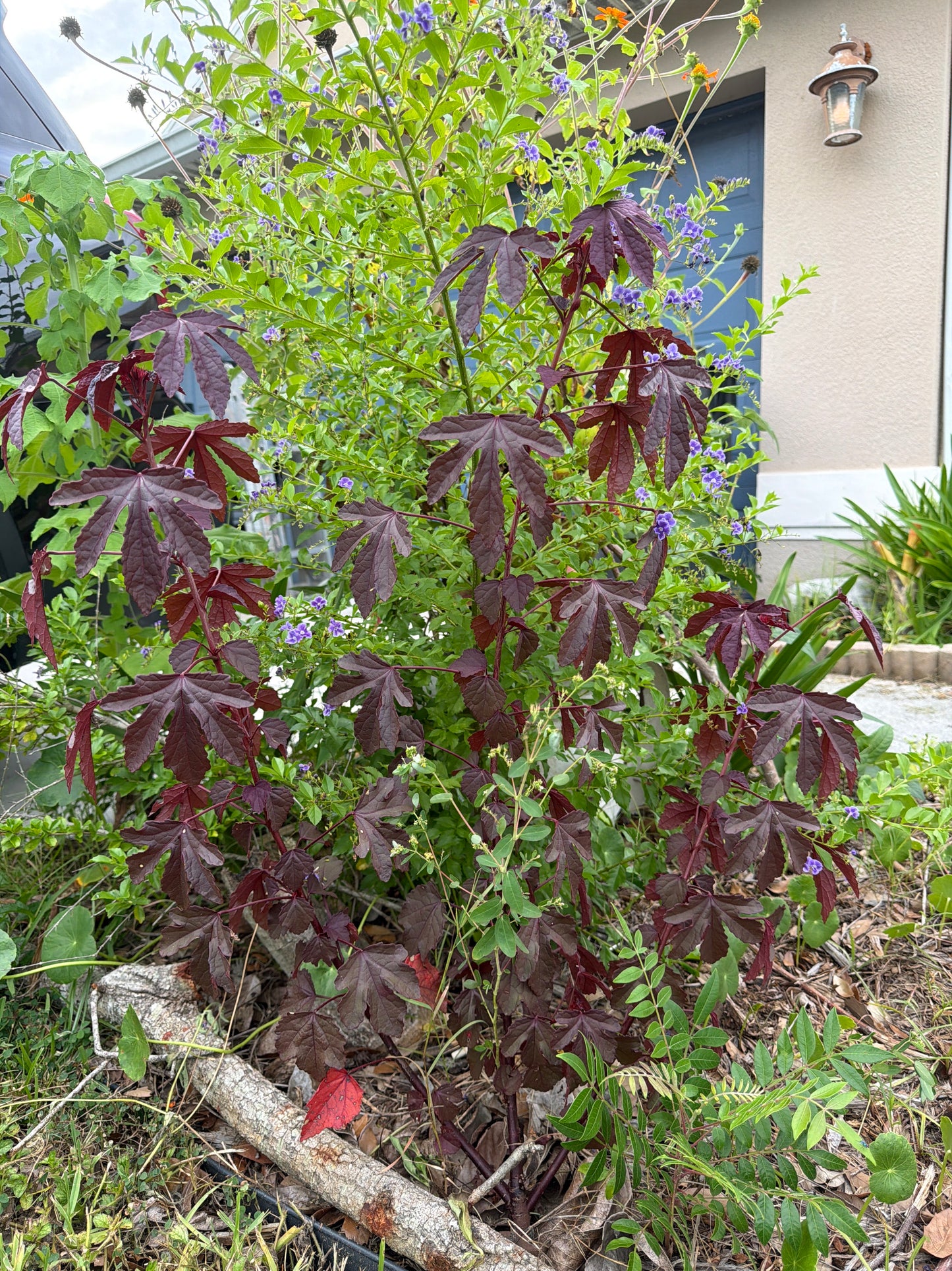 Cranberry hibiscus seeds
