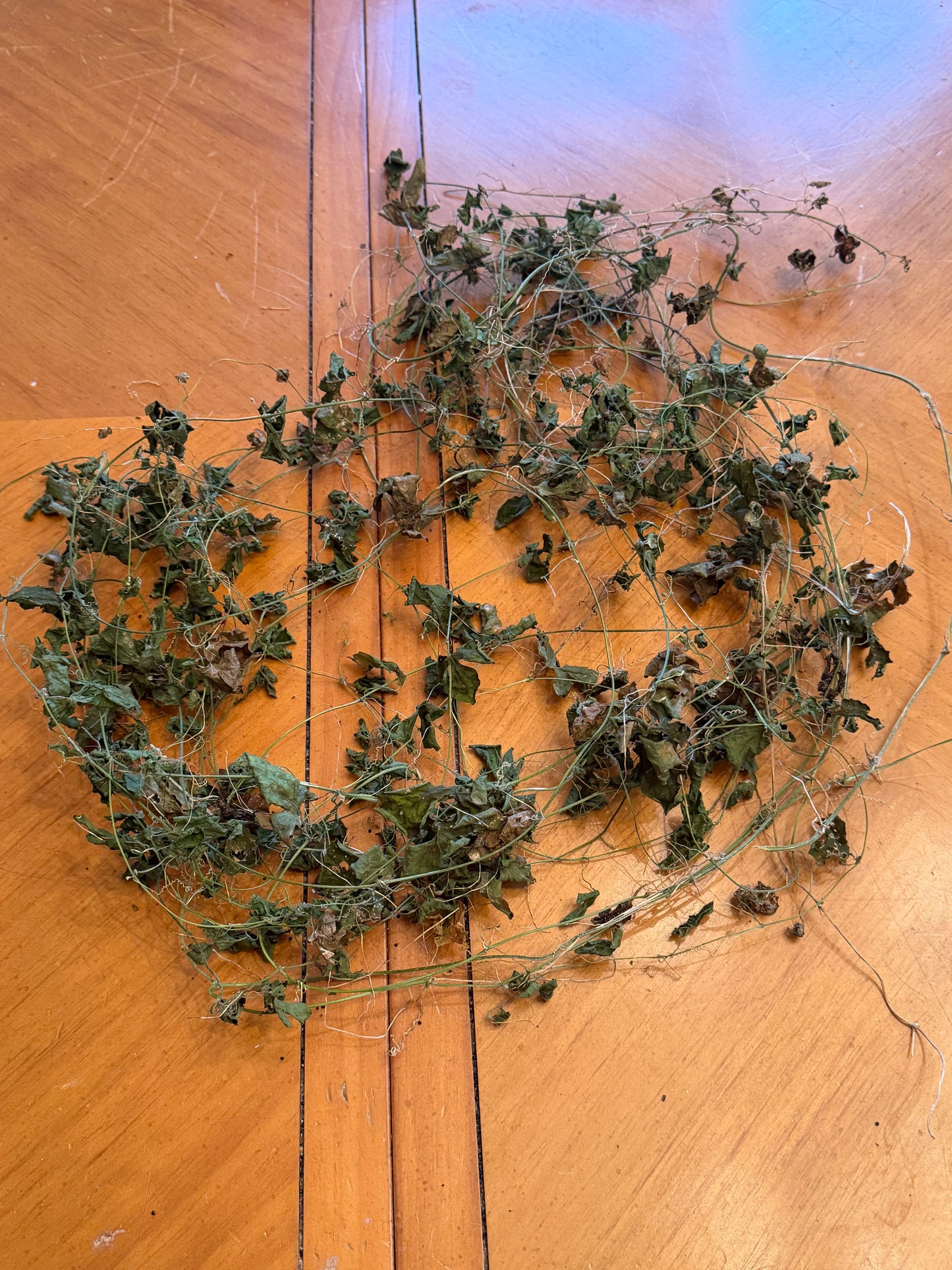 Bitter Melon / Cerasee (dried herb) — Momordica charantia