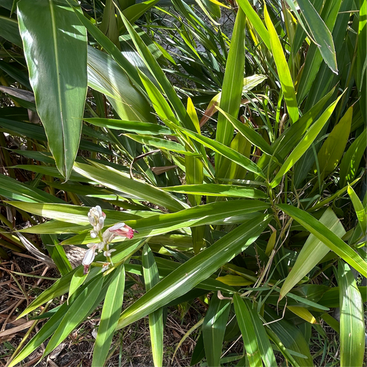Galangal ginger rhizomes