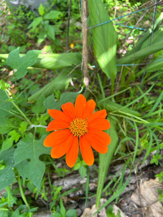 Red torch, Mexican sunflower