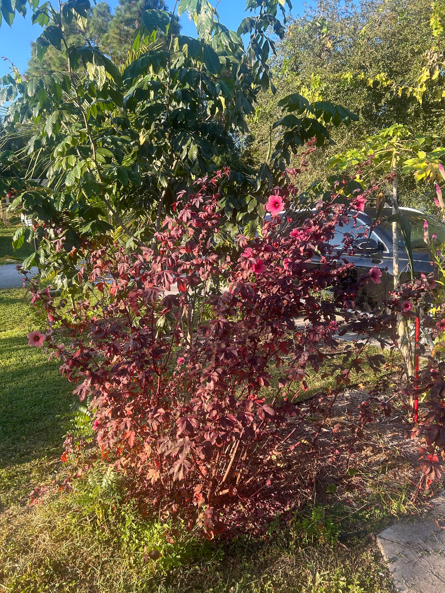 Cranberry hibiscus seeds