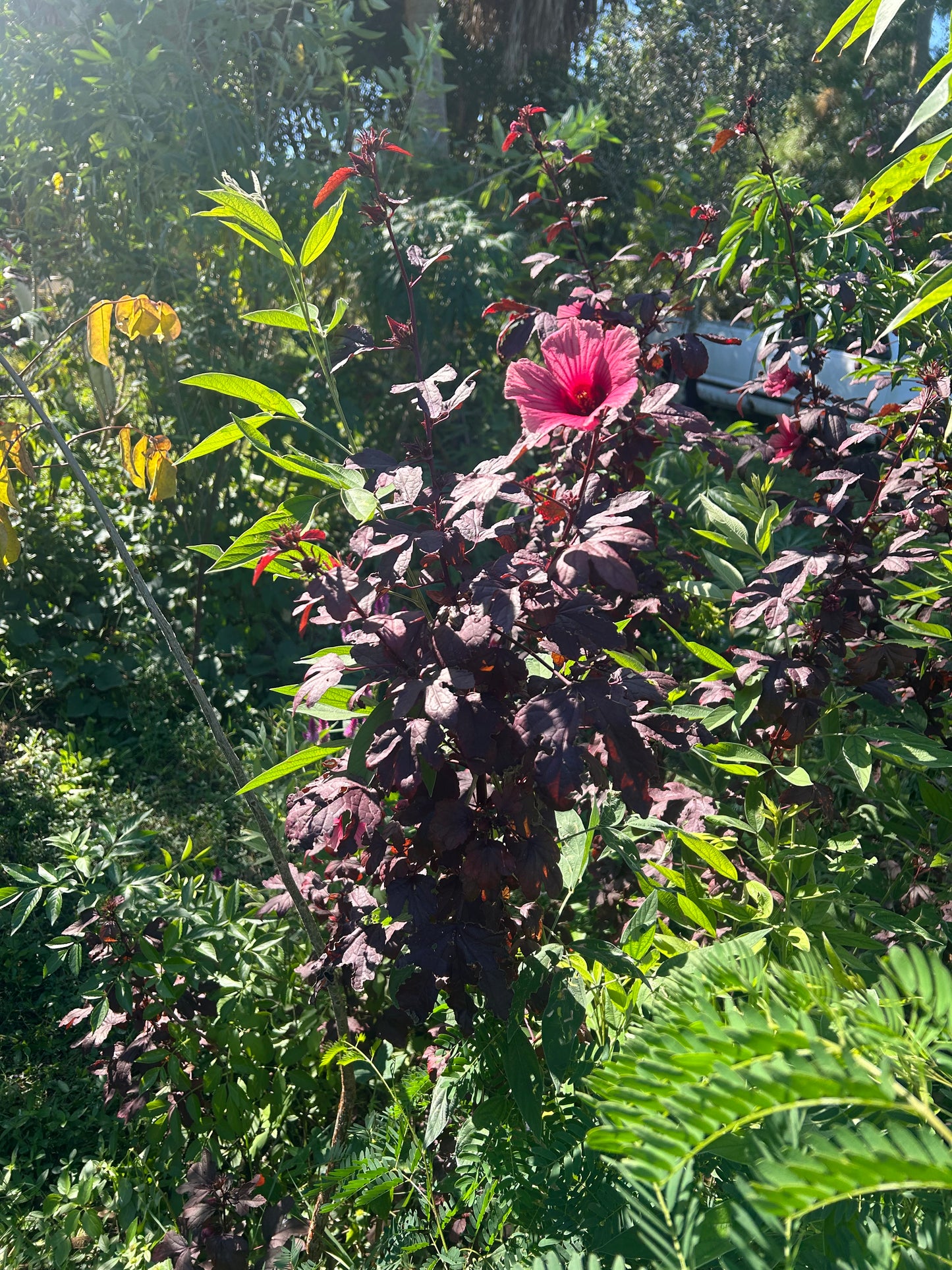 Cranberry hibiscus seeds