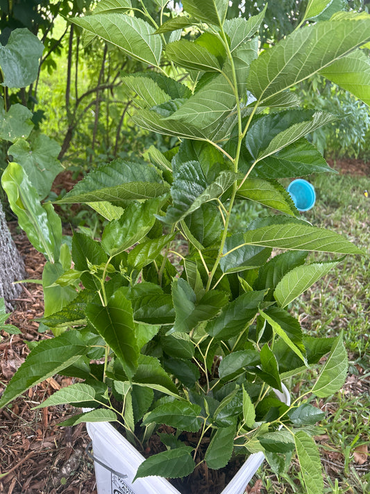 Rooted Everbearing mulberry cuttings