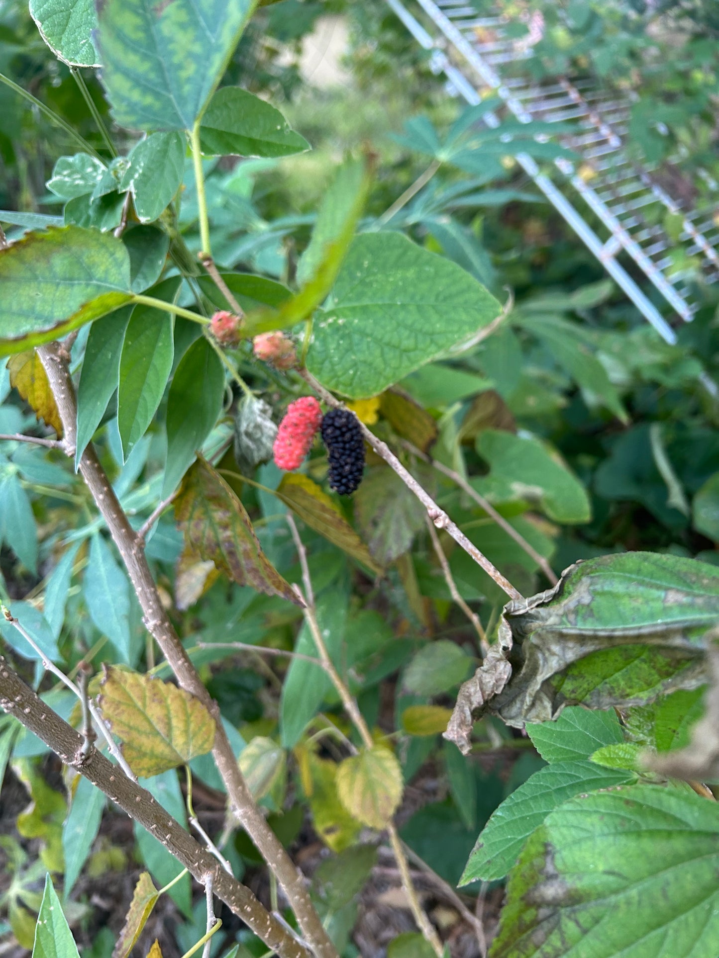 Mulberry cuttings
