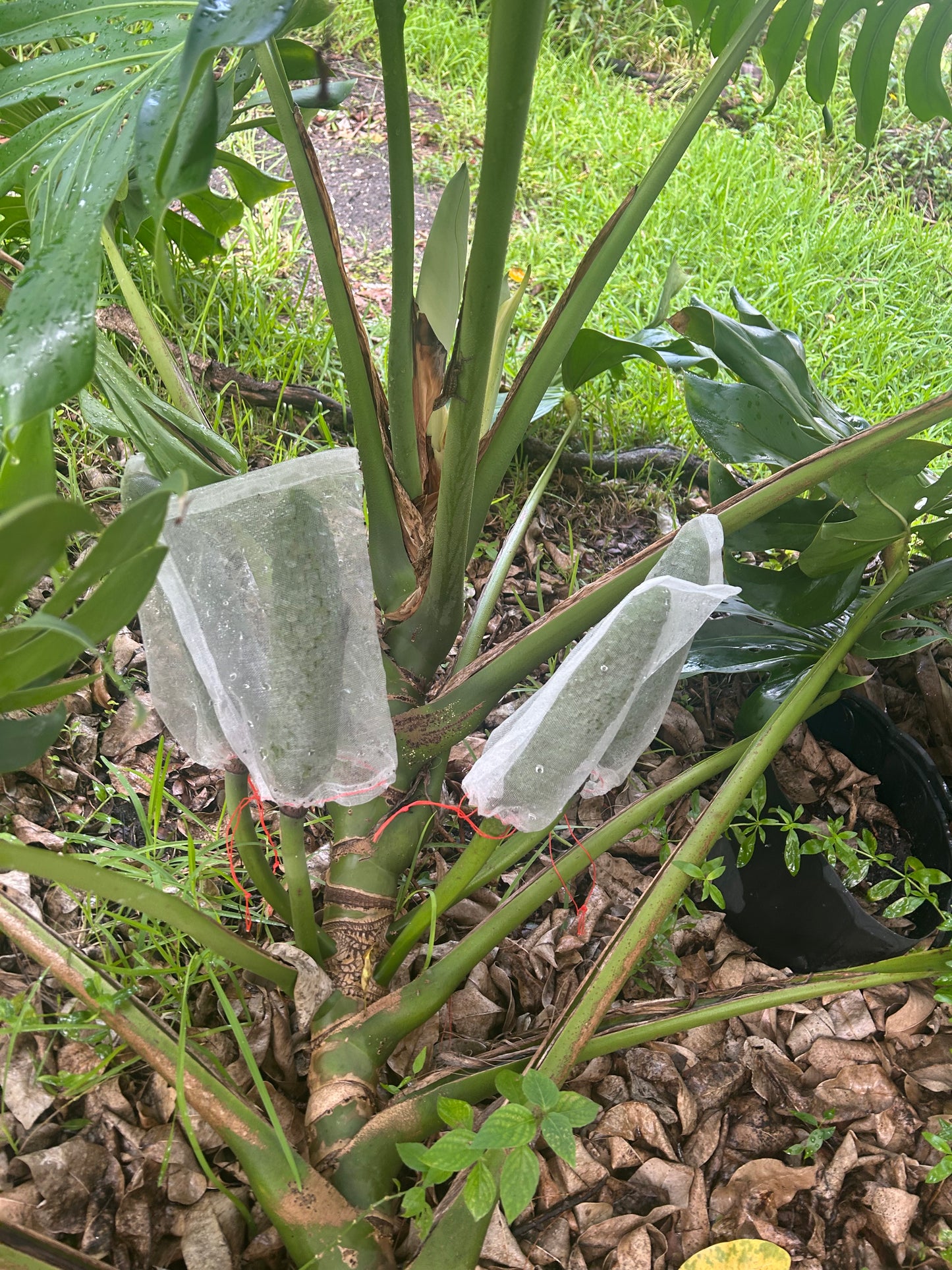 Monstera Delicioso fruit