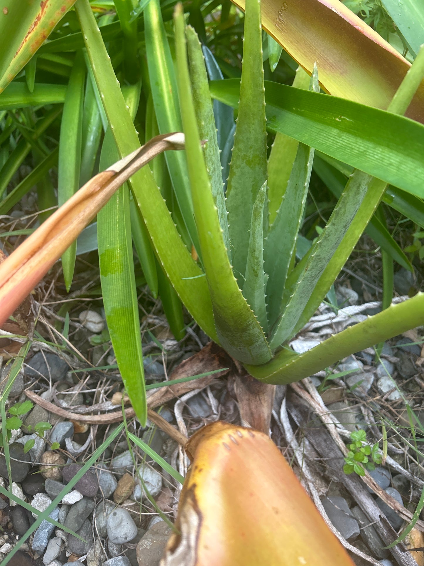 Aloe vera pups