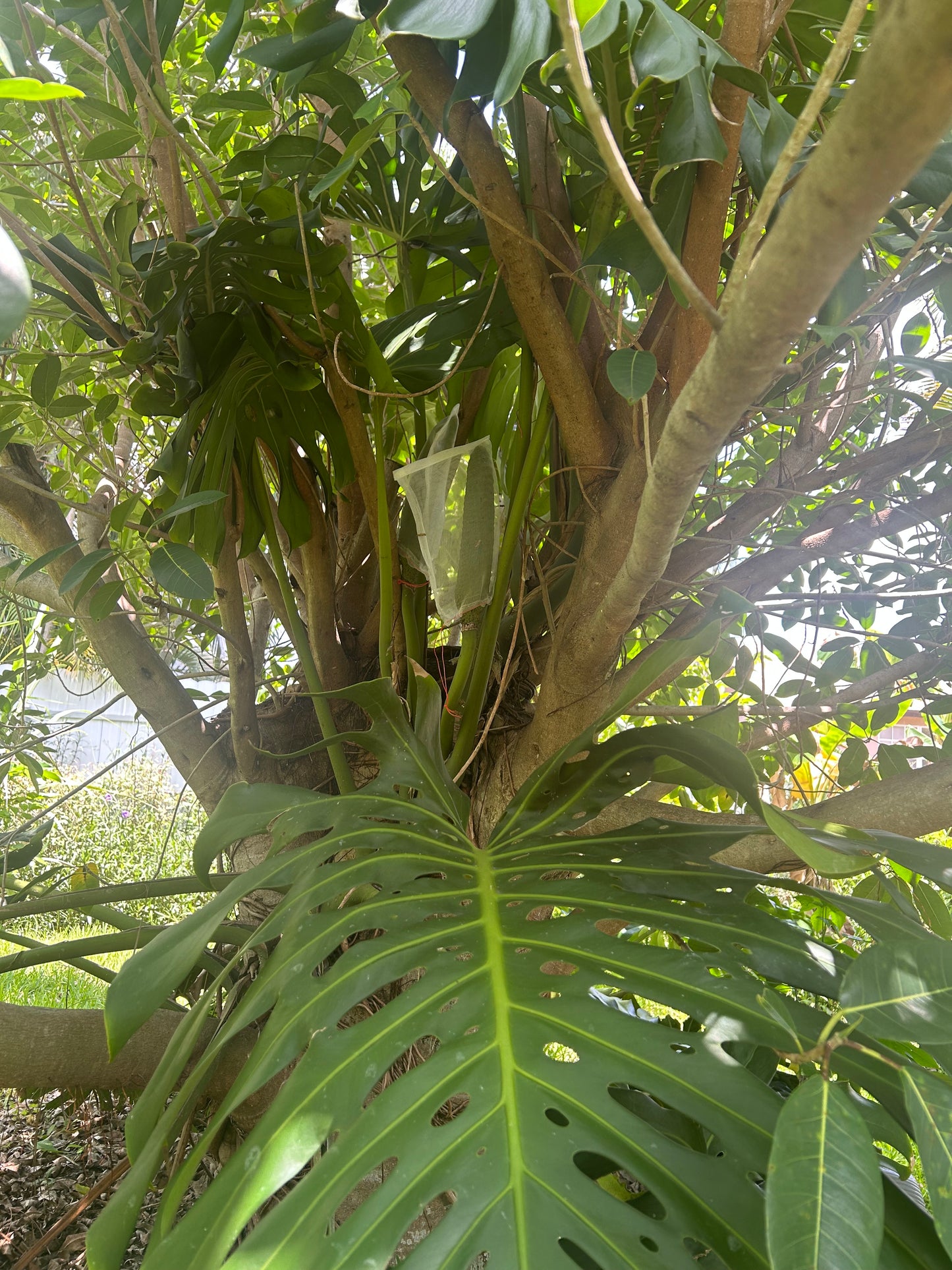 Monstera Delicioso fruit