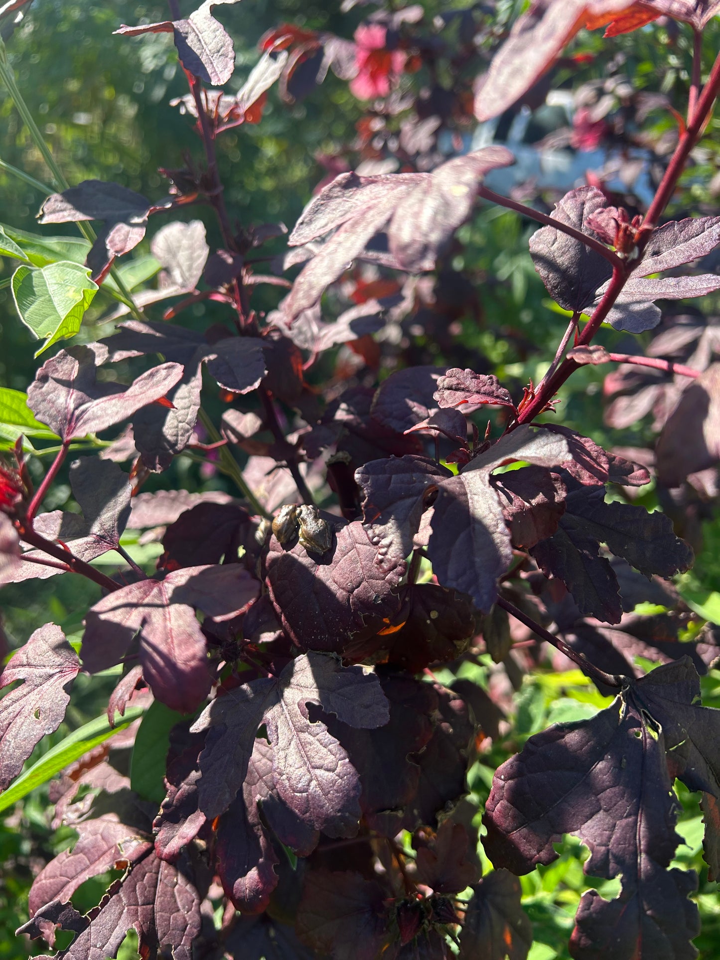 Cranberry hibiscus seeds