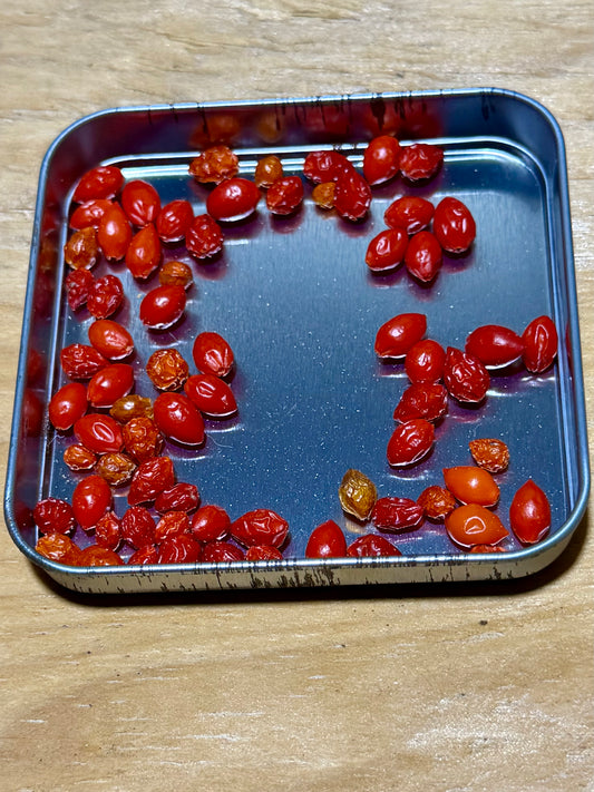 Wild bird peppers (Capsicum annuum var. glabriusculum) ￼