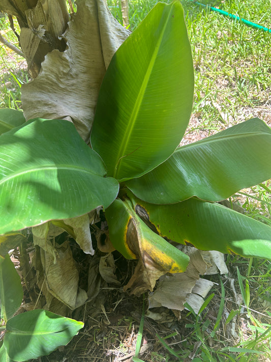 Dwarf Cavendish banana pups