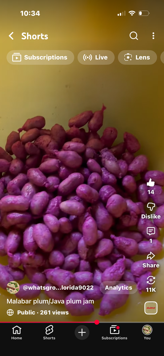 Jamun Seed Powder with Turmeric & Cinnamon
