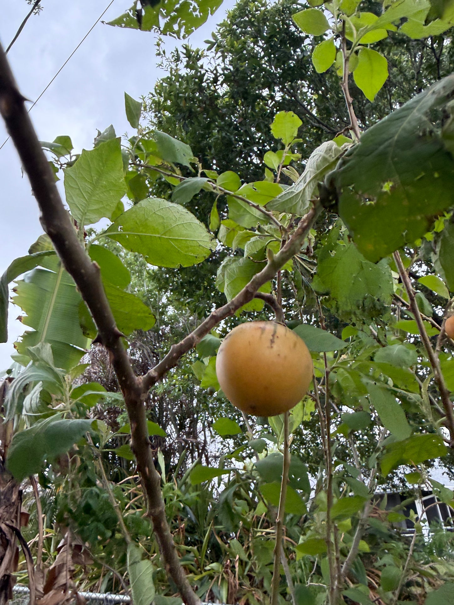 Brazilian Sunberry (Solanum oocarpum)