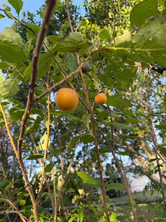 Brazilian Sunberry (Solanum oocarpum)