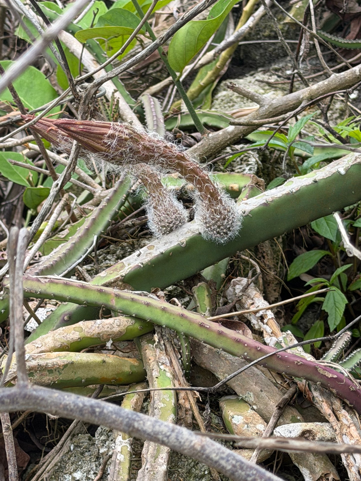 Princess of the Night/snake vine cactus(Selenicereus pteranthus)