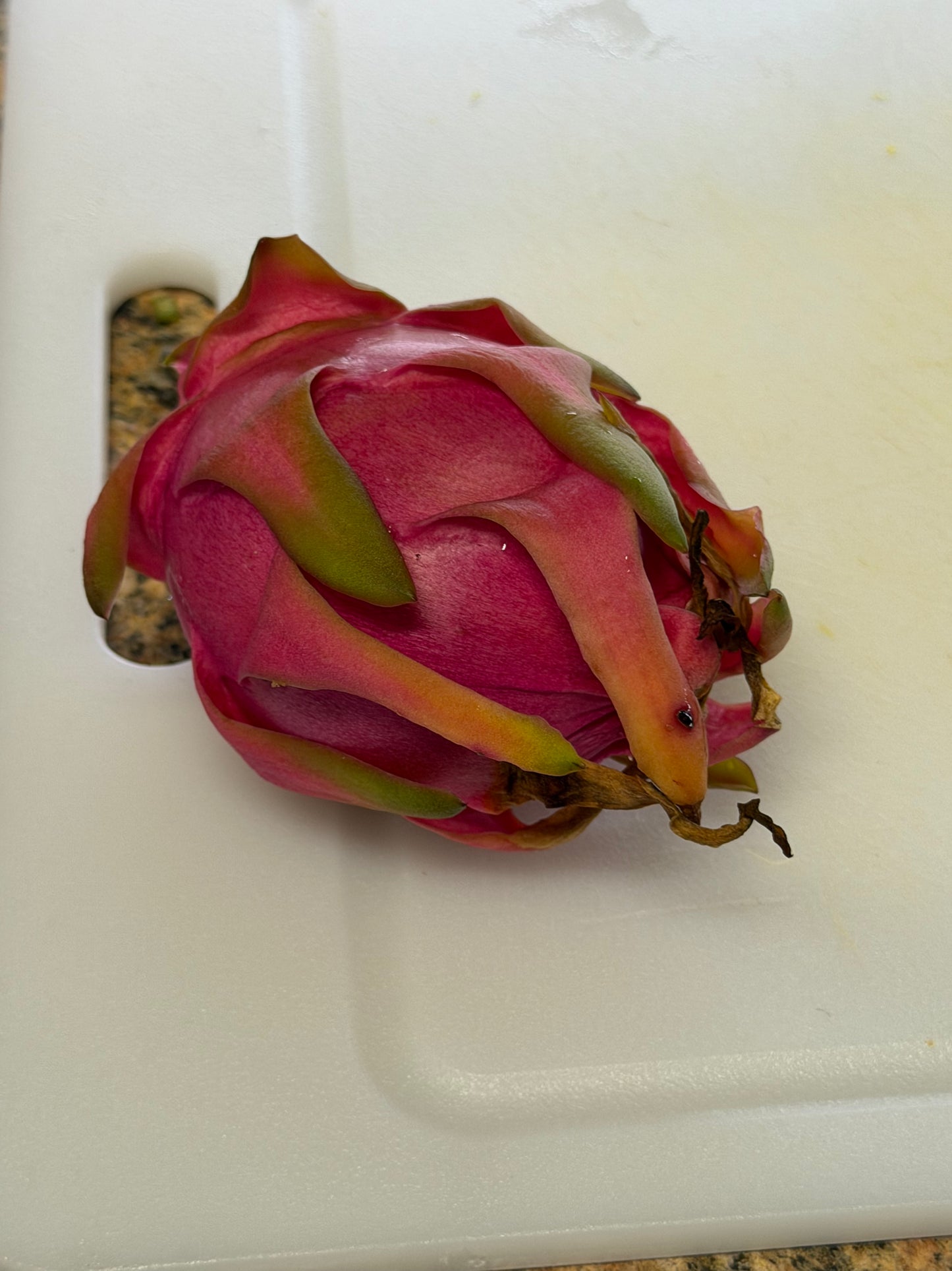 Pink dragon fruit cuttings ￼