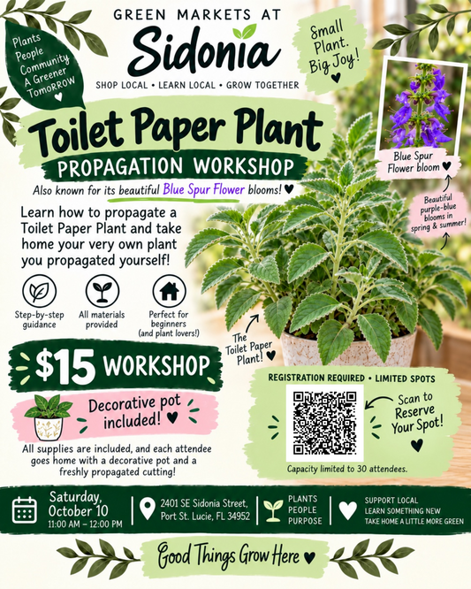 Cutting Propagation Workshop – Toilet Paper Plant (Blue Spur Flower)