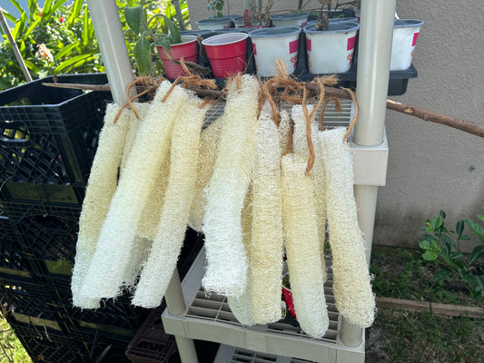 loofah