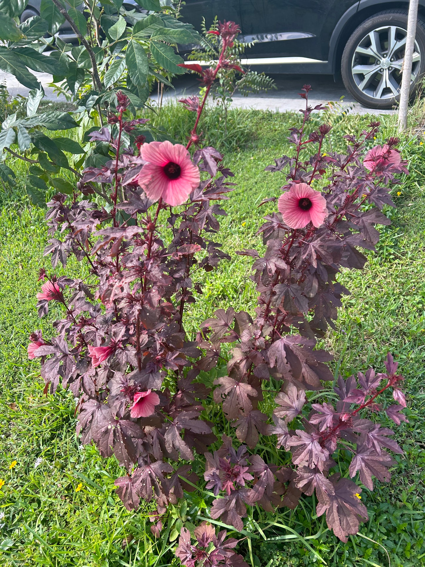 Cranberry hibiscus cuttings