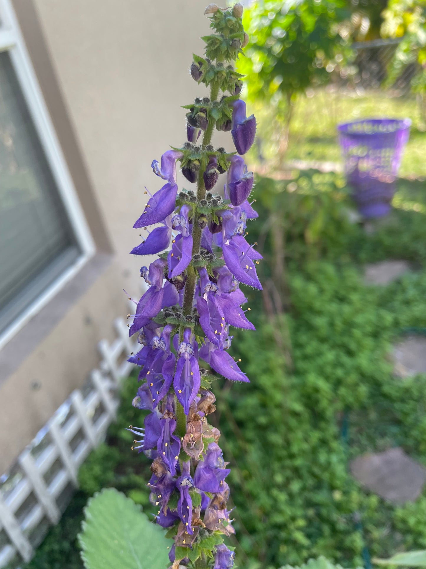 Blue Spur Flower/ Toilet Paper Plant (cuttings)