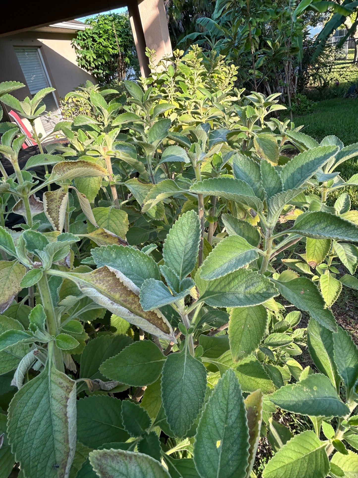 Blue Spur Flower/ Toilet Paper Plant (cuttings)