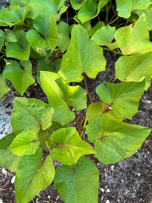 White sweet potato slips