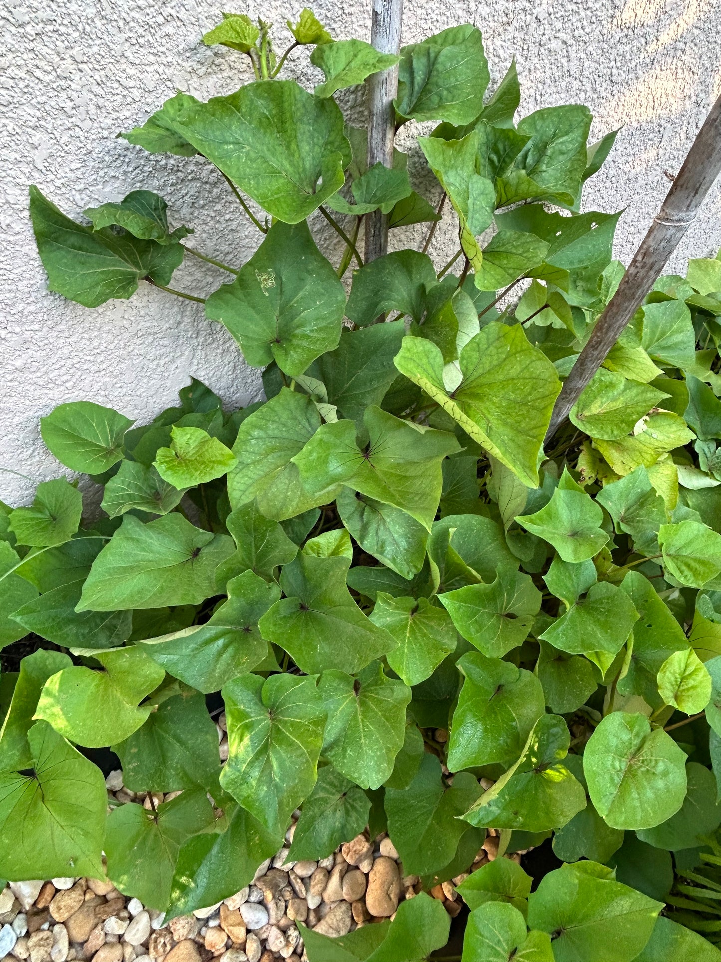 White sweet potato slips