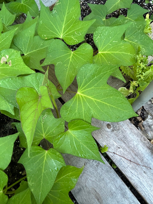 Purple, sweet potato slips