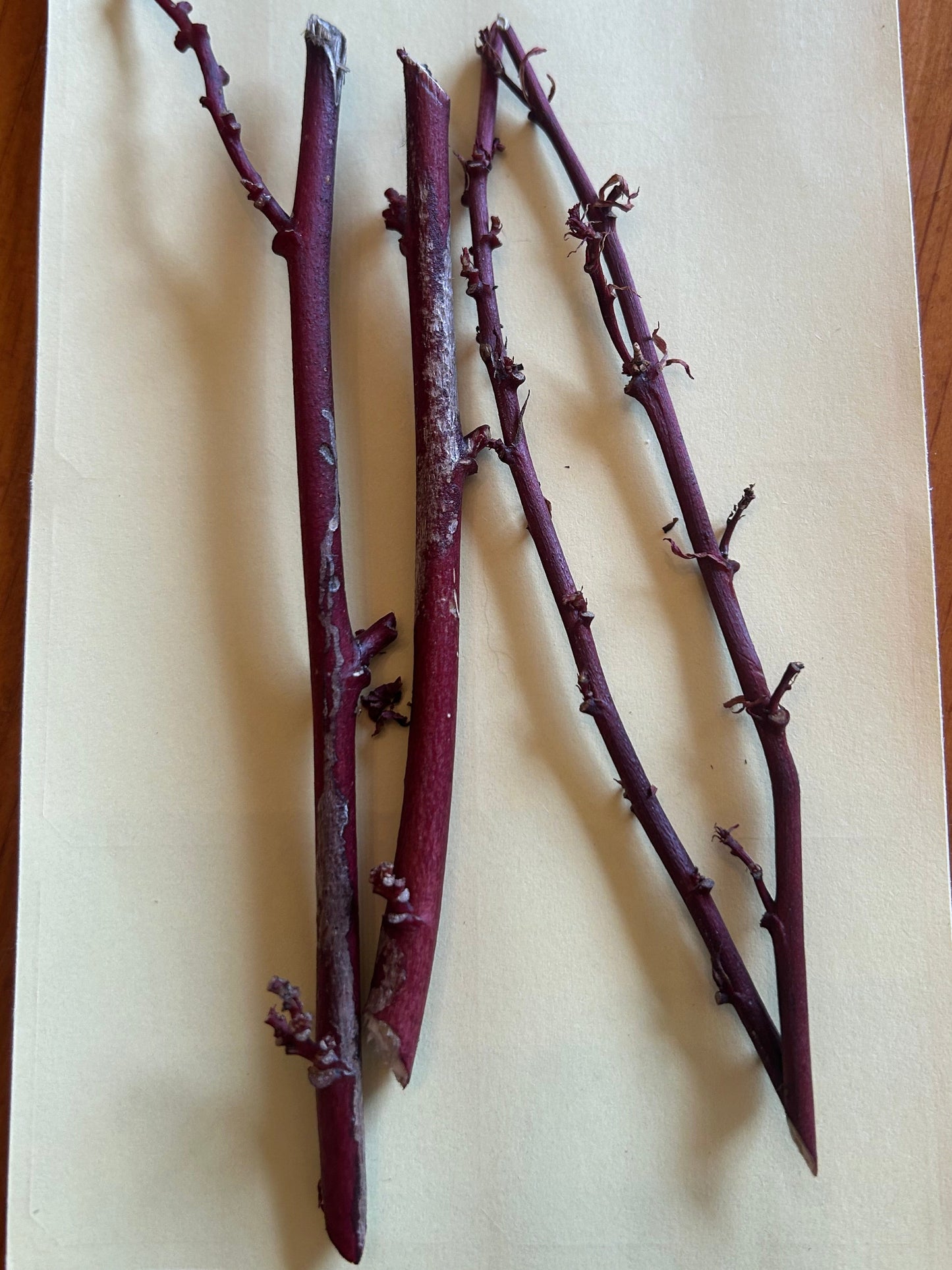 Cranberry hibiscus cuttings